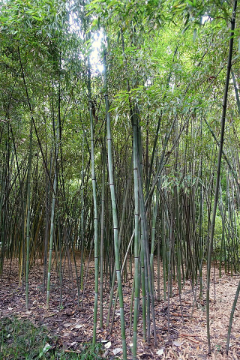 Phyllostachys nuda Nude Sheath Bamboo